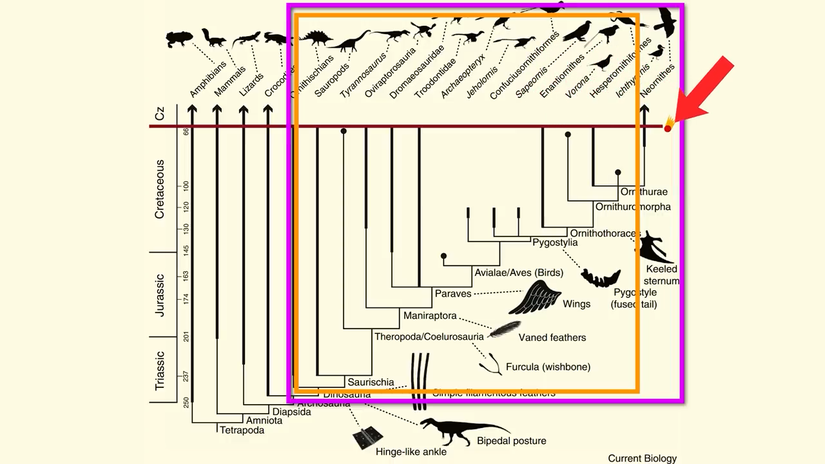 Karasal omurgalıların evrimini gösteren evrim ağacı