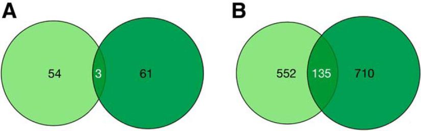 Kortikal ve subkortikal bölgelerde örtüşen gen dizileri. (Açık yeşil: kortikal, koyu yeşil: subkortikal)