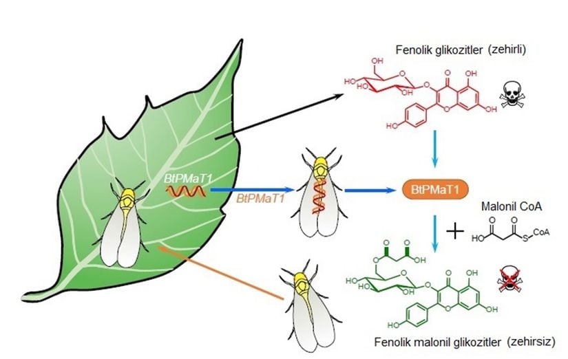 Beyaz sineğin (Bemisia tabaci) yatay gen transferi yoluyla bitki genomundan elde etmiş olduğu BtPMaT1 geni ve bu geni kullanarak fenolik glikozitleri malonizasyon yoluyla zehirsiz hale getirmesi