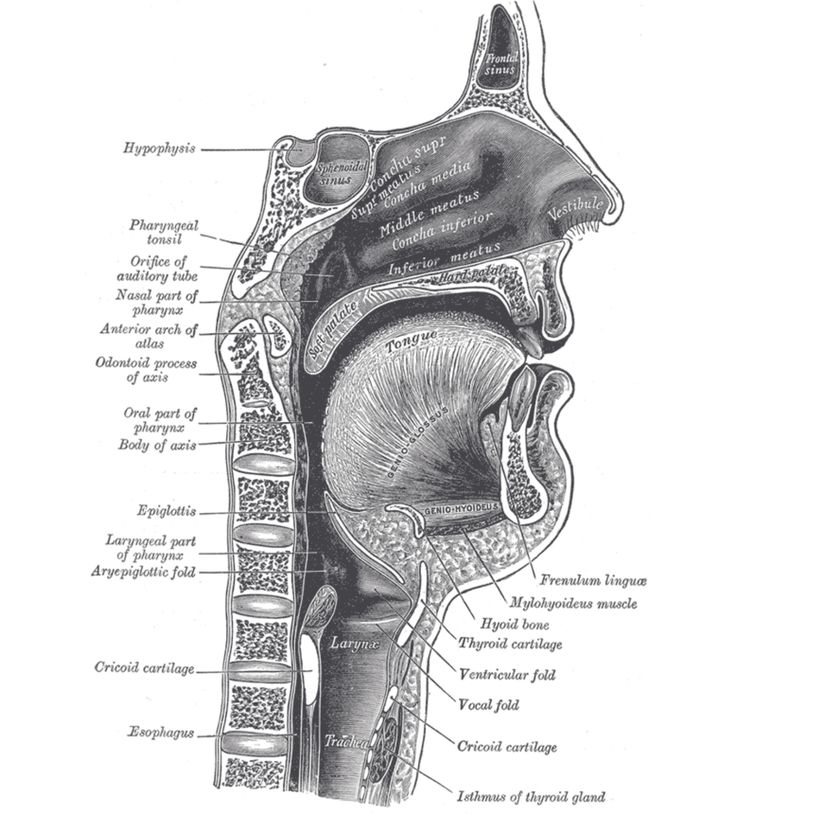 İnsanın Vokal Anatomisi.