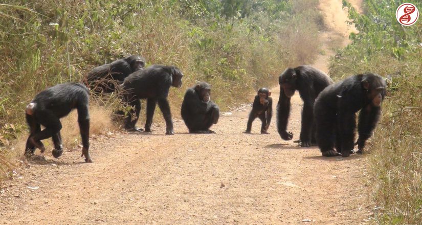 Şempanze grubu, Bossou, Gine.