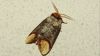 Ay lekeli kelebek (Phalera bucephala)