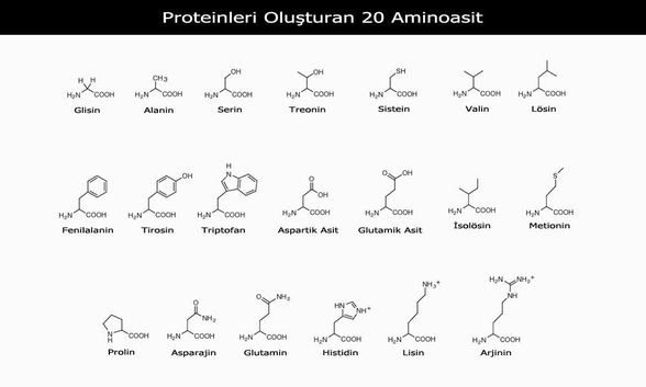 Proteinleri oluşturan 20 aminoasit