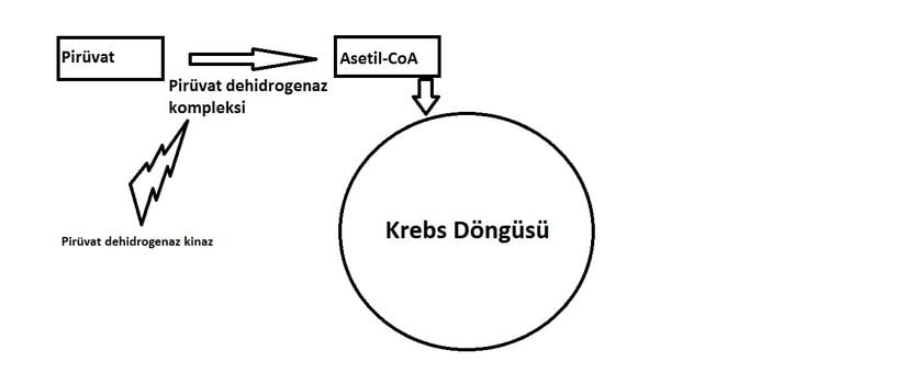 Pirüvatın Krebs Döngüsüne giriş basamağı