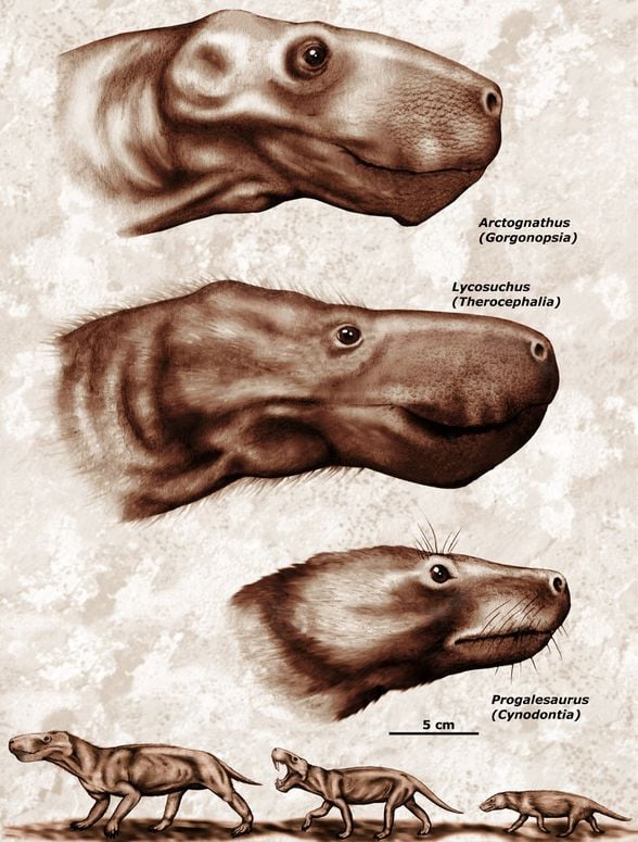 Theriodontia kaldının üyeleri, Arctognathus, Lycosuchus, Progalesaurus.