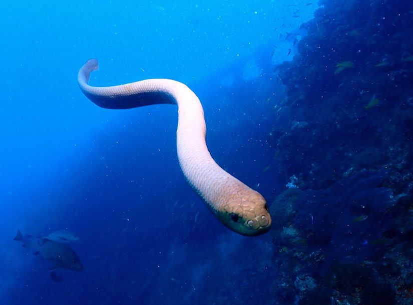 Zeytin deniz yılanı (Aipysurus laevis).