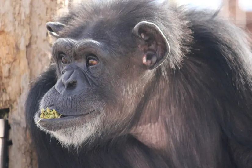 Wadging davranışı gösteren bir şempanze