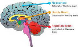 Paul MacLean' ın Üçlü Beyin Modeli ( The Triune Brain ) günümüzde hala geçerli mi? Değilse eksikleri nelerdir?