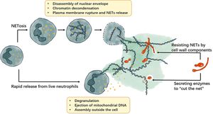 Neutrophil Deaths Take An Unexpected Turn: Apoptosis Paves The Way For NETosis