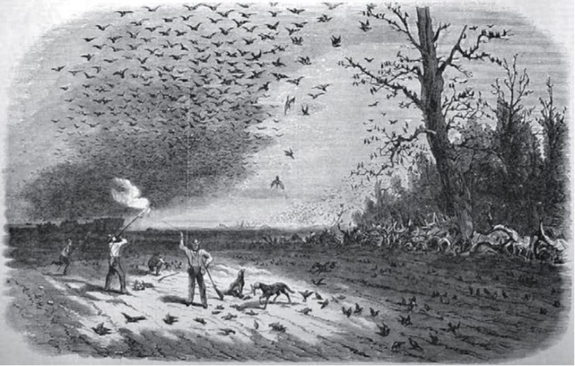 Yolcu güvercini sürülerinin işlendiği bir çizim.