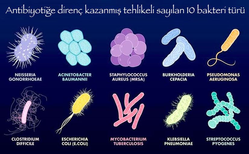 İnsan sağlığı açısından önemli birkaç bakteri türü.