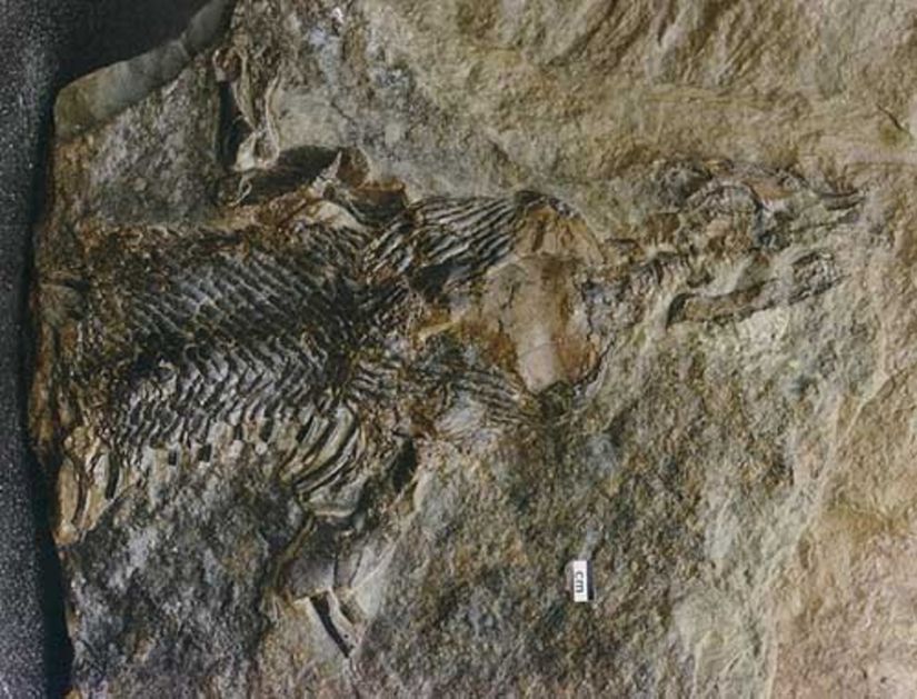 Hylonomus (Fosil)