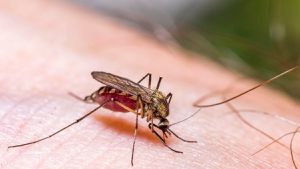 Eastern Equine Encephalitis Outbreak Sparks Community Concerns