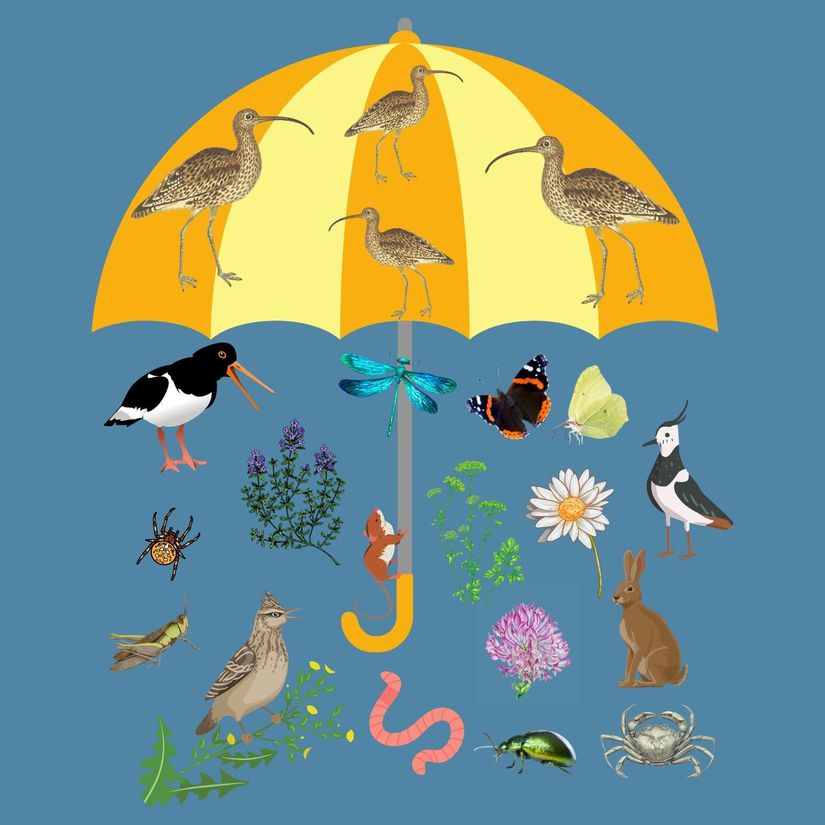 Şemsiye bir tür olarak sınıflandırılan kervançulluğunun (Numenius arquata) ekolojik önemini göstermek için hazırlanan görsel.