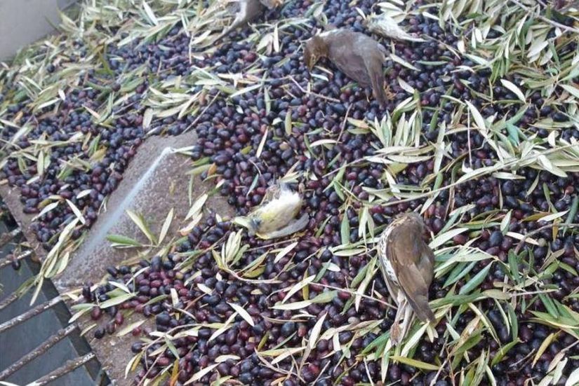 Akdeniz'de yapılan zeytin hasadı sonucunda kuşlar ölüyor.
