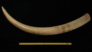 Mississippi’s First Fully Intact Mammoth Tusk Discovered