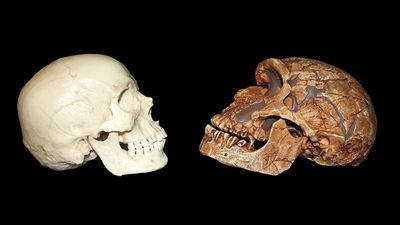 Antik Neanderthal Kafatasları İnsan Evriminin İçyüzünü Açığa Çıkarıyor!