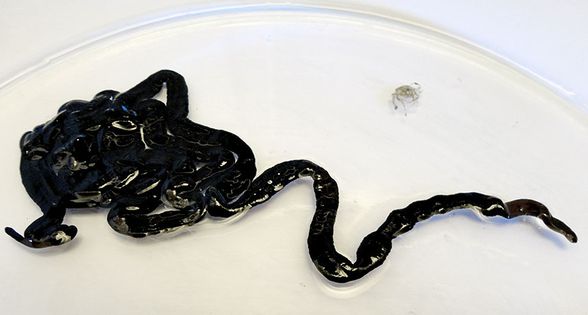 Bootlace worm
