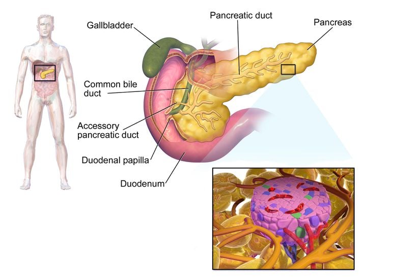 Pankreas ve pankreas adacığı anatomisi.