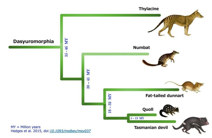 Tazmanya kaplanı'nın evrim ağacı (MY=Milyon yıl)