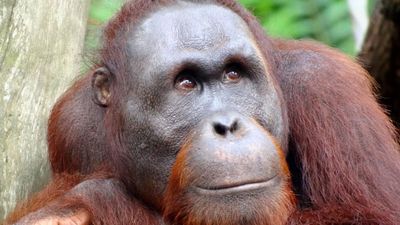 Orangutanlar ve İnsanların Yüz İfadeleri Arasındaki Benzerlikler