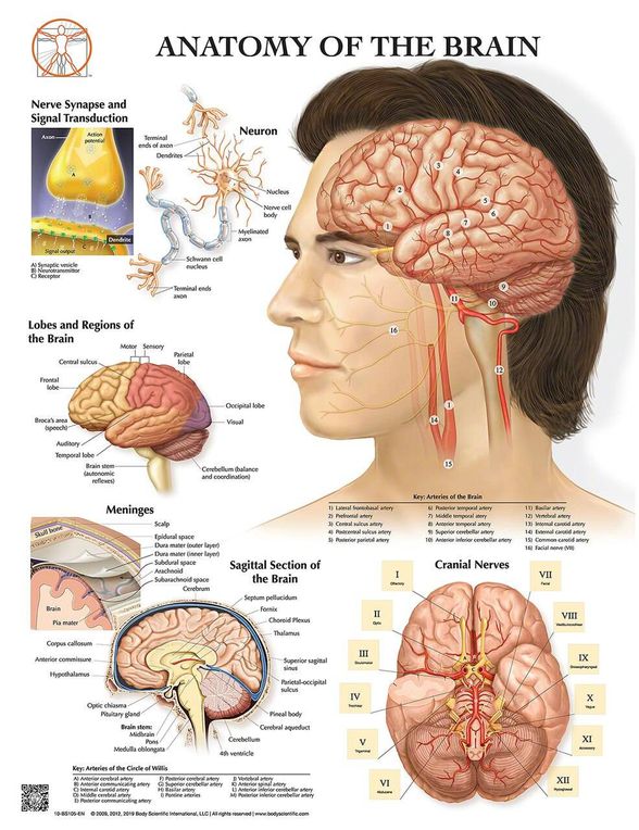 İnsan beyin anatomisi