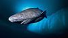 Grönland Köpek Balığı: Yaşayan Bir Fosil!