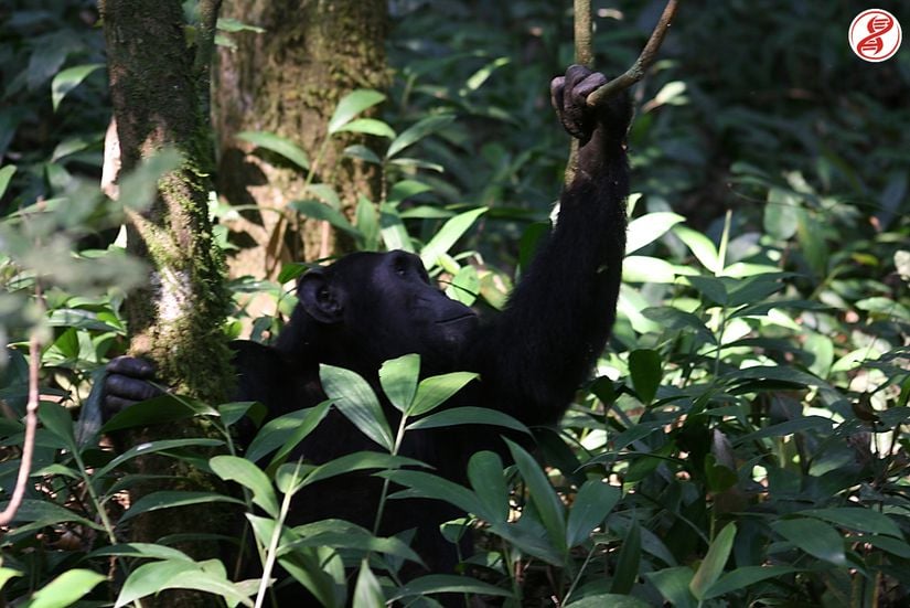 Yetişkin birey, Kibale Ormanı, Uganda.