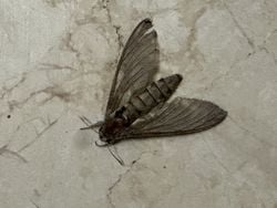 Bu böceğin ismini bilen var mı?