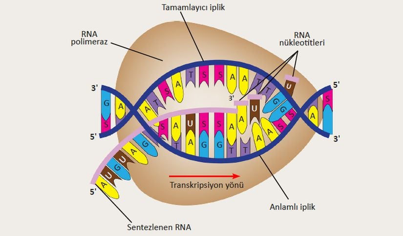 Haberci RNA (mRNA) sentezi