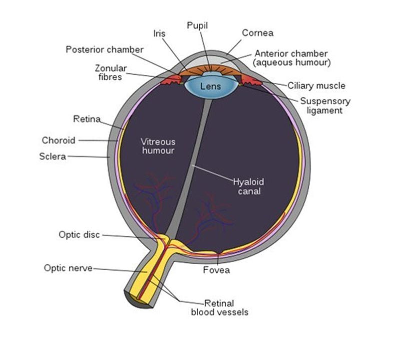 Bir memeli retinasının şematik gösterimi.