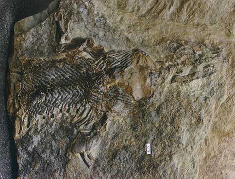 Hylonomus (Fosil)