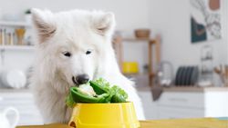 Köpekleri Vegan Beslemek ile Sahiplerin Köpeklerini Sağlıklı Görmesi Arasında Yeterli İlişki Bulunamadı!