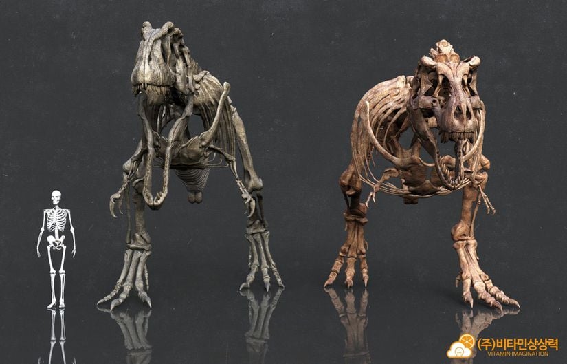 Giganotosaurus (solda) ile Tyrannosaurus (sağda) karşılaştırması. Tyrannosaurus’un yoğun kemik kütlesi belli oluyor.