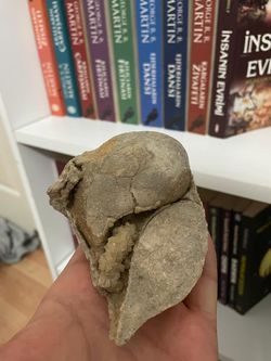 Ankara Kazan Örencik fosil yataklarında bulduğum bu fosil hangi kabukluya ait? Bilgisi olan var mı?
