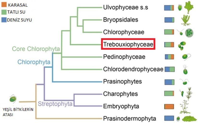 Prototheca'nın sistematik hiyerarşisi sınıf basamağına kadar tabloda gösterilmiştir. Kırmızı çerçeve içerisine alınan Trebouxiophyceae sınıfı bahsettiğimiz Prototheca'nın tüm bireylerini içermektedir ve görüldüğü üzere yeşil alglerden orijinlenmektedir.