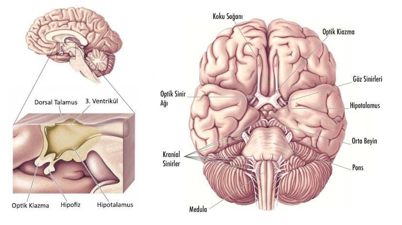 Hipotalamus anatomisi ve beyninin alttan görünümü.