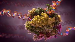 Transkripsiyon Nedir? DNA'dan mRNA Nasıl Üretilir?