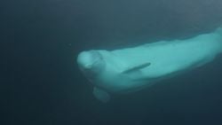 Denizkızı Efsanelerinin Kaynağı Olabilecek İki Hayvan: Beluga ve Olm