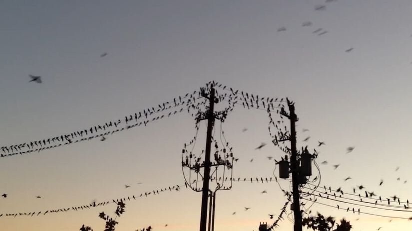 Elektrik Tellerindeki Kuşlar Neden Çarpılmaz? Biz Neden Bu Kadar Kolay Çarpılıyoruz?