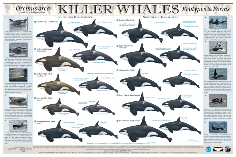 Katil balina (orka) varyasyonları ve biyocoğrafyaları.