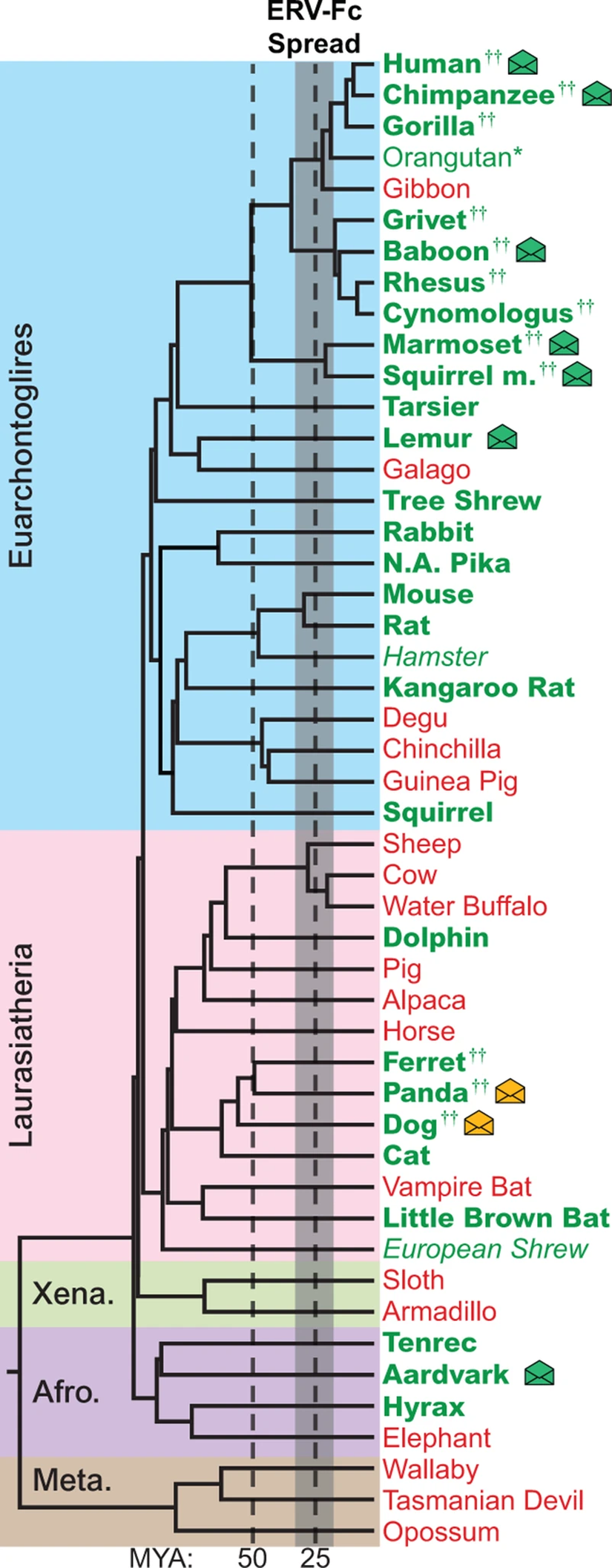 Figür 1: Genomları incelenen canlıların filogenetik tablosu. Yeşiller, ERV-Fc kalıntılarına sahip olanlar; kırmızılar, sahip olmayanlar. (Detaylar için linke tıklayabilirsiniz)