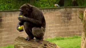 Scientists Reveal Profound Insights About Apes' Intelligence