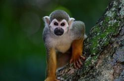 Geleneksel Halk İlaçlarında Primatların Yeri: Genel Bakış