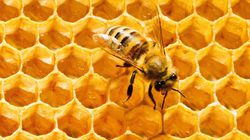 Arılar neden bal peteklerini altıgen yapar?