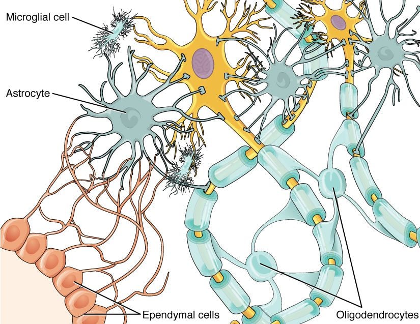 Beyin dokusundaki Glia hücreleri. (Sarı renklii hücreler nöronları, diğer hücreler Gliaları temsil etmektedir.)