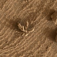  A Flower-Shaped Rock on Mars 