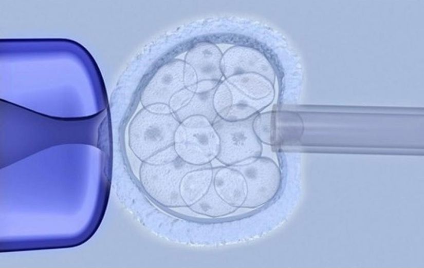 Modifiye edilmiş embriyo çok hücreli aşamaya ulaştığında, embriyonun modifikasyonu taşıdığını doğrulamak için bir hücre çıkarılır ve test edilir.