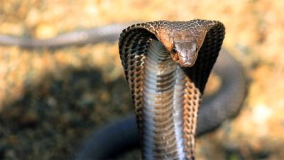 Hatalı İsimlendirilmiş ve Yanlış Bilinen Hayvanlar: Kral Kobra, Gerçekten Kobra mıdır?