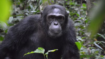 Ngogo Şempanze Kabilesi: 200'den Fazla Üyeye Sahip Dünya'nın En Büyük Maymun Kabilesi Nasıl Yönetiliyor?